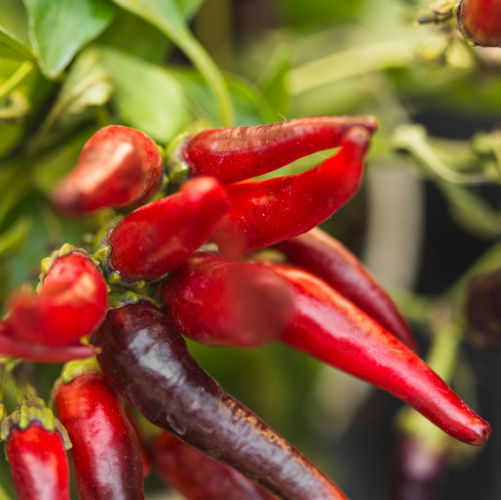 Garden Chilli